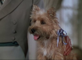 Movie still from “Reap the Wild Wind” (1942), directed by Cecil B. DeMille – A small dog with a blue ribbon around its neck; Close Up shot, Over the shoulder angle