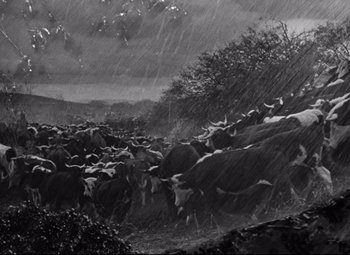 Movie still from “Red River” (1948), directed by Howard Hawks – Black and white photograph of a herd of cattle in the rain; Extreme Wide shot, Low angle