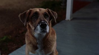 Movie still from “Road Trip” (2000), directed by Todd Phillips – A dog sitting on the porch of a house; Close Up shot, High angle