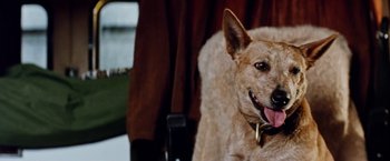 Movie still from “Road Games” (1981), directed by Richard Franklin – A dog with a collar on; Close Up shot, High angle