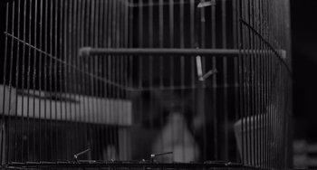 Movie still from “Rumble Fish” (1983), directed by Francis Ford Coppola – A black and white photo of a bird in a cage; Extreme Close Up shot, Low angle