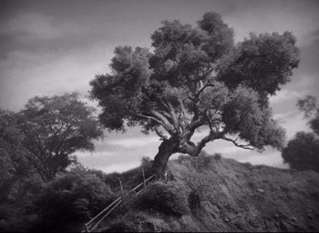 Movie still from “Sergeant York” (1941), directed by Howard Hawks – An old tree on the side of a hill; Extreme Wide shot, Low angle