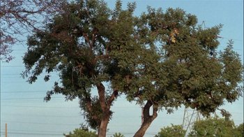 Movie still from “Stand and Deliver” (1988), directed by Ramón Menéndez – A large tree with a man standing on top of it; Extreme Wide shot, Low angle