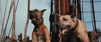 Movie still from “Swiss Family Robinson” (1960), directed by Ken Annakin – Two large dogs sitting next to each other on a rope; Close Up shot, Low angle