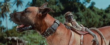 Movie still from “Swiss Family Robinson” (1960), directed by Ken Annakin – A dog and a baby monkey on the back of a horse; Close Up shot, Low angle