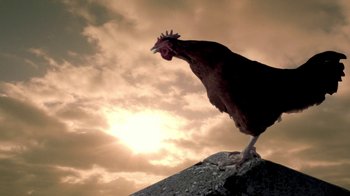 Movie still from “Temple Grandin” (2010), directed by Mick Jackson – A chicken standing on top of a rock in front of a cloudy sky; Extreme Close Up shot, Low angle