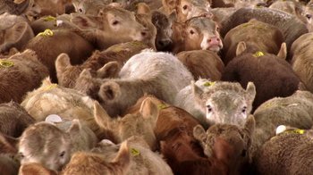 Movie still from “Temple Grandin” (2010), directed by Mick Jackson – A large herd of sheep with tags on them; Extreme Wide shot, Overhead angle