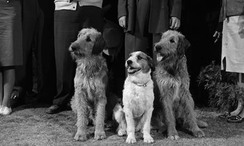 Movie still from “The Absent Minded Professor” (1961), directed by Robert Stevenson – A group of dogs sitting next to each other on the ground; Medium shot, Low angle