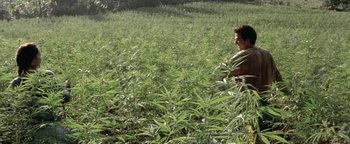 Movie still from “The Beach” (2000), directed by Danny Boyle – A man standing in the middle of a field of marijuana plants; Wide shot, High angle