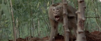 Movie still from “The Beach” (2000), directed by Danny Boyle – A monkey is standing in the middle of a forest; Close Up shot, Low angle