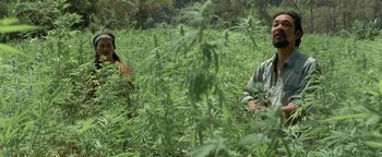 Movie still from “The Beach” (2000), directed by Danny Boyle – Two people sitting in a field of marijuana plants; Wide shot, Low angle