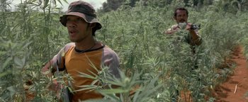 Movie still from “The Beach” (2000), directed by Danny Boyle – A man standing in the middle of a field of marijuana plants; Medium shot, Low angle