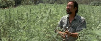 Movie still from “The Beach” (2000), directed by Danny Boyle – A man standing in the middle of a field of marijuana plants; Medium shot, Low angle
