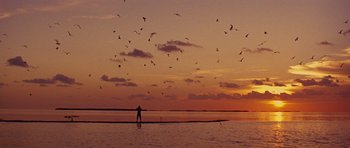 Movie still from “The Big Year” (2011), directed by David Frankel – A person standing in the water at sunset with a flock of birds flying overhead; Extreme Wide shot, Low angle