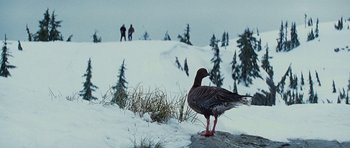 Movie still from “The Big Year” (2011), directed by David Frankel – A bird standing on top of a snow covered slope; Wide shot, Low angle