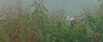 Movie still from “The Biggest Little Farm” (2018), directed by John Chester – An owl is standing in the middle of a forest; Wide shot, Low angle