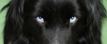 Movie still from “The Biggest Little Farm” (2018), directed by John Chester – The eyes of a black dog; Extreme Close Up shot, Overhead angle