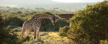 Movie still from “The Biggest Little Farm” (2018), directed by John Chester – Two giraffes standing next to each other on a field; Wide shot, Low angle