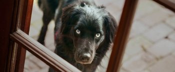 Movie still from “The Biggest Little Farm” (2018), directed by John Chester – A black dog looking into a window with blue eyes; Extreme Close Up shot, High angle
