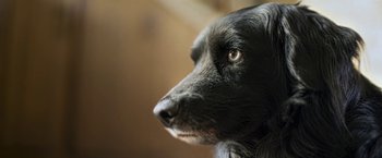 Movie still from “The Biggest Little Farm” (2018), directed by John Chester – A dog's face looking to the side; Extreme Close Up shot, High angle