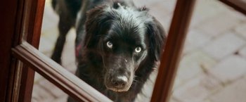 Movie still from “The Biggest Little Farm” (2018), directed by John Chester – A black dog looking into a mirror with blue eyes; Extreme Close Up shot, High angle