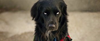 Movie still from “The Biggest Little Farm” (2018), directed by John Chester – A black dog with blue eyes; Extreme Close Up shot, Over the shoulder angle