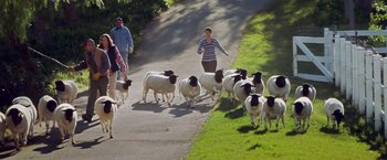 Movie still from “The Biggest Little Farm” (2018), directed by John Chester – A group of people herding sheep down a road; Wide shot, High angle