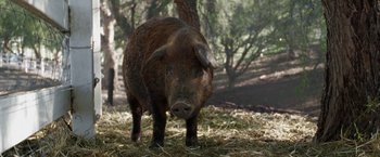 Movie still from “The Biggest Little Farm” (2018), directed by John Chester – A brown pig standing on top of a pile of hay; Close Up shot, Low angle