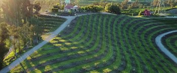 Movie still from “The Biggest Little Farm” (2018), directed by John Chester – An aerial view of an orchard in the middle of the day; Extreme Wide shot, High angle