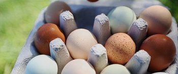 Movie still from “The Biggest Little Farm” (2018), directed by John Chester – Eggs in an egg carton; Extreme Close Up shot, Low angle