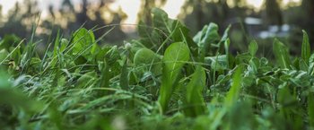 Movie still from “The Biggest Little Farm” (2018), directed by John Chester – View of some green leaves in the grass; Extreme Close Up shot, Low angle