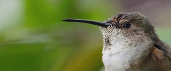 Movie still from “The Biggest Little Farm” (2018), directed by John Chester – A hummingbird's head and beak; Extreme Close Up shot, Low angle