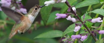 Movie still from “The Biggest Little Farm” (2018), directed by John Chester – A humming bird feeding from a flower; Extreme Close Up shot, Low angle
