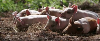 Movie still from “The Biggest Little Farm” (2018), directed by John Chester – A group of pigs laying in the grass; Close Up shot, High angle