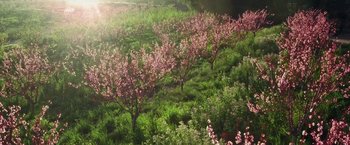 Movie still from “The Biggest Little Farm” (2018), directed by John Chester – A view of a field with many trees and flowers; Extreme Wide shot, High angle