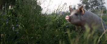 Movie still from “The Biggest Little Farm” (2018), directed by John Chester – A pig's face in a field of flowers; Close Up shot, High angle