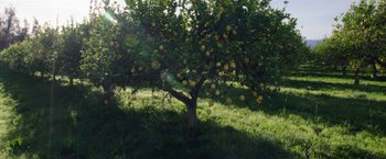 Movie still from “The Biggest Little Farm” (2018), directed by John Chester – An apple tree in the middle of a green field; Extreme Wide shot, Low angle