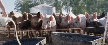 Movie still from “The Biggest Little Farm” (2018), directed by John Chester – A group of pigs standing next to each other on top of a field; Wide shot, High angle