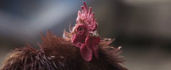 Movie still from “The Biggest Little Farm” (2018), directed by John Chester – The head of a chicken; Extreme Close Up shot, Low angle