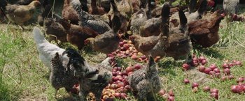 Movie still from “The Biggest Little Farm” (2018), directed by John Chester – A group of chickens eating apples on the ground; Extreme Wide shot, High angle