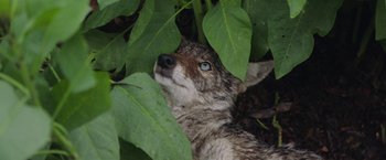 Movie still from “The Biggest Little Farm” (2018), directed by John Chester – A dog is hiding in the leaves of a tree; Extreme Close Up shot, High angle