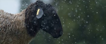 Movie still from “The Biggest Little Farm” (2018), directed by John Chester – A black sheep with a tag on it's ear in the snow; Close Up shot, Low angle