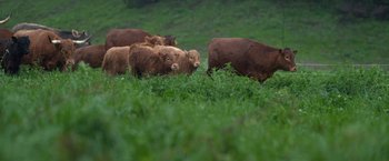 Movie still from “The Biggest Little Farm” (2018), directed by John Chester – A herd of cattle grazing on a lush green field; Extreme Wide shot, High angle