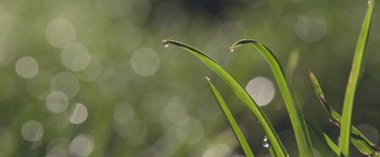 Movie still from “The Biggest Little Farm” (2018), directed by John Chester – View of water droplets on a plant; Extreme Close Up shot, Low angle