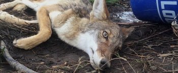Movie still from “The Biggest Little Farm” (2018), directed by John Chester – The head of a wolf laying on the ground; Close Up shot, Overhead angle