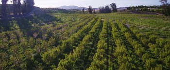 Movie still from “The Biggest Little Farm” (2018), directed by John Chester – An aerial view of an open field with trees and bushes; Extreme Wide shot, High angle