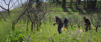 Movie still from “The Biggest Little Farm” (2018), directed by John Chester – A man in a hat is in a field; Wide shot, High angle
