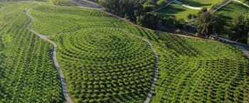 Movie still from “The Biggest Little Farm” (2018), directed by John Chester – An aerial view of a field of green trees; Extreme Wide shot, High angle