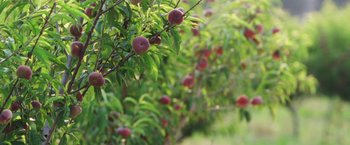 Movie still from “The Biggest Little Farm” (2018), directed by John Chester – A peach tree filled with lots of ripe peaches; Extreme Wide shot, Overhead angle