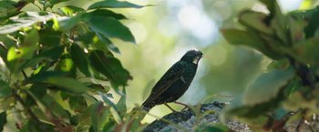 Movie still from “The Biggest Little Farm” (2018), directed by John Chester – A bird sitting on top of a tree branch; Extreme Close Up shot, Low angle